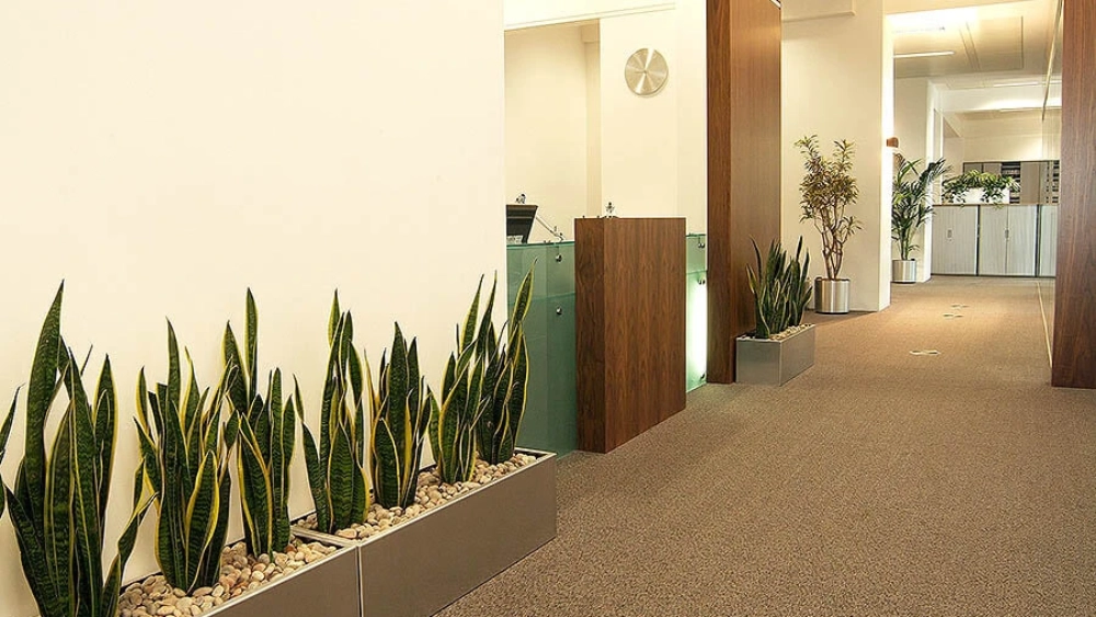 ambius-image-office-6