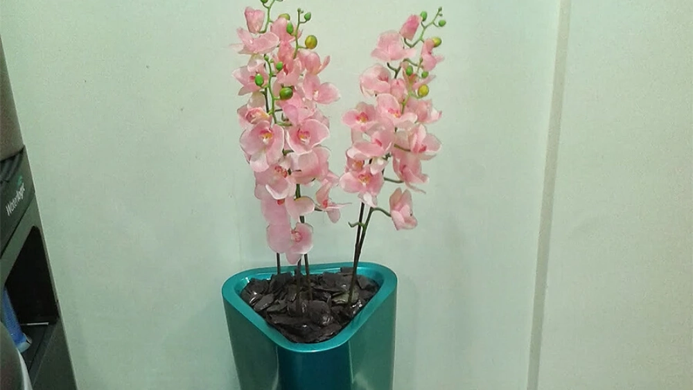 ambius-image-replica-orchids-5.webp