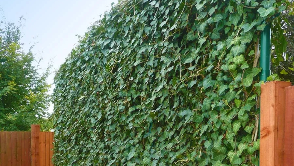 ambius-image-green-wall-3