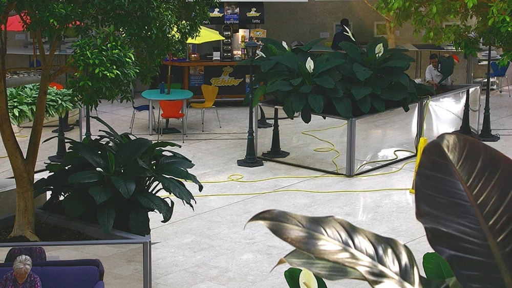 ambius-image-atrium-plants-3