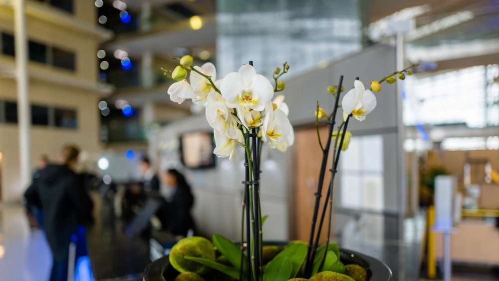 ambius-hospitality-image-11