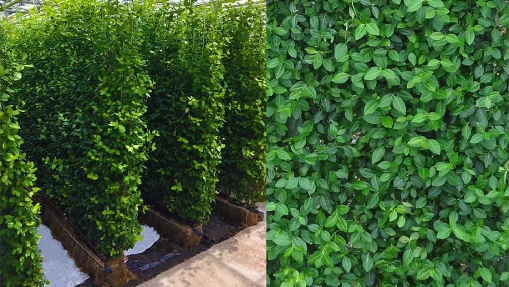 ambius-image-green-wall-2