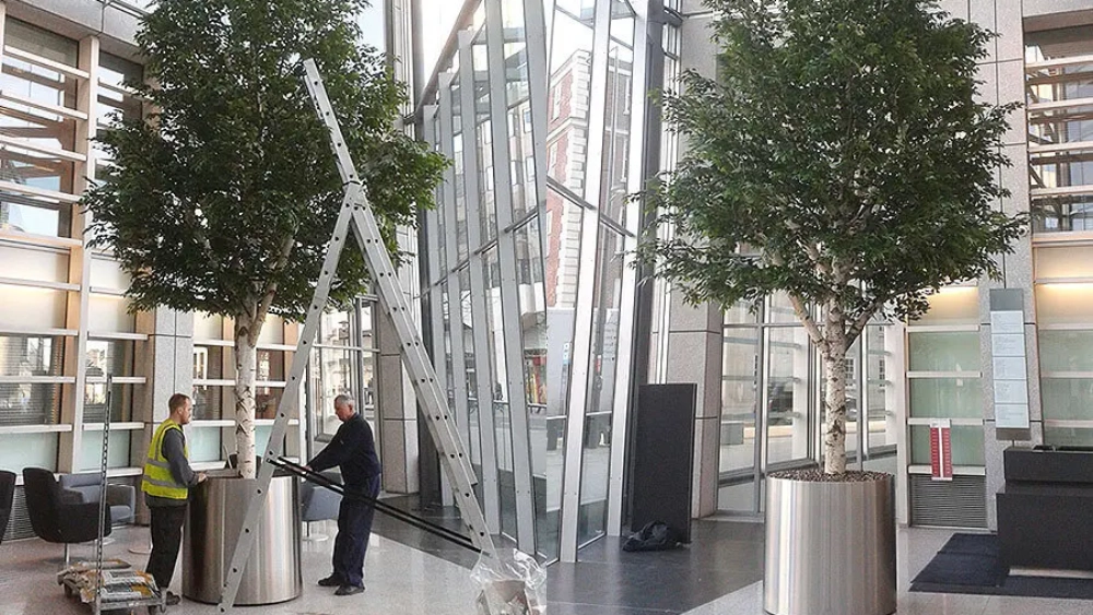 ambius-image-artifical-trees-installation-1.webp