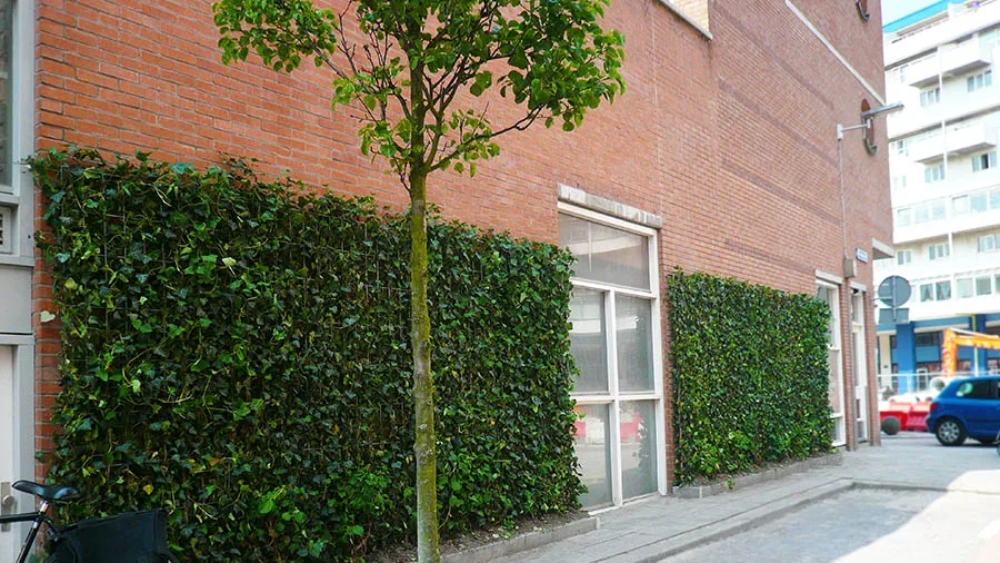 ambius-image-green-wall-1