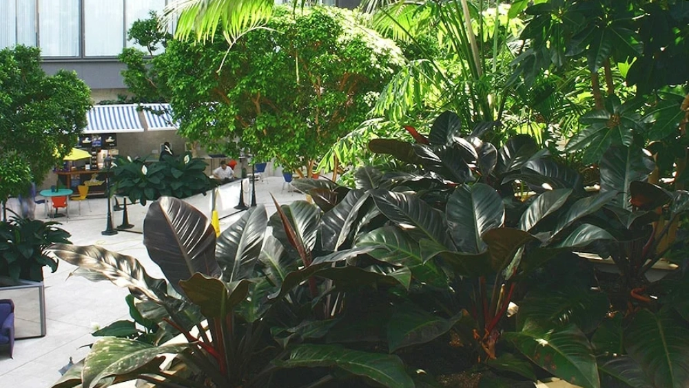 ambius-image-atrium-plants-4
