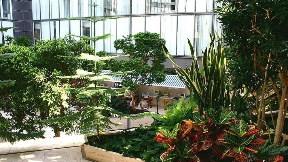 ambius-image-atrium-plants-1