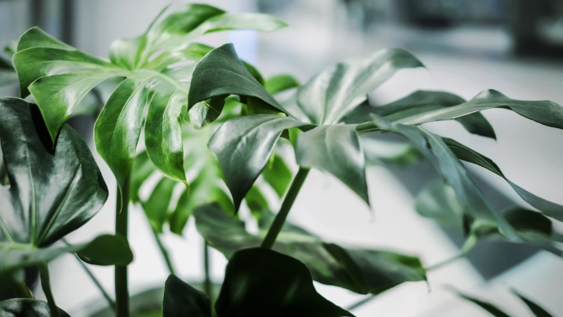philodendron furcatum Philodendron corrugatum main image 0