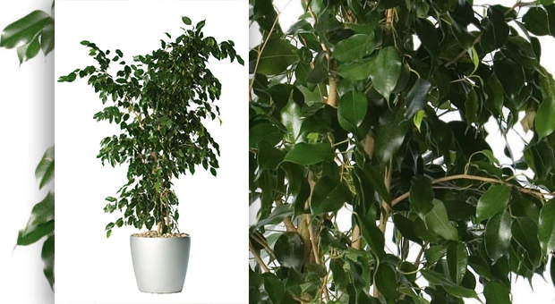 ficus-benjamina