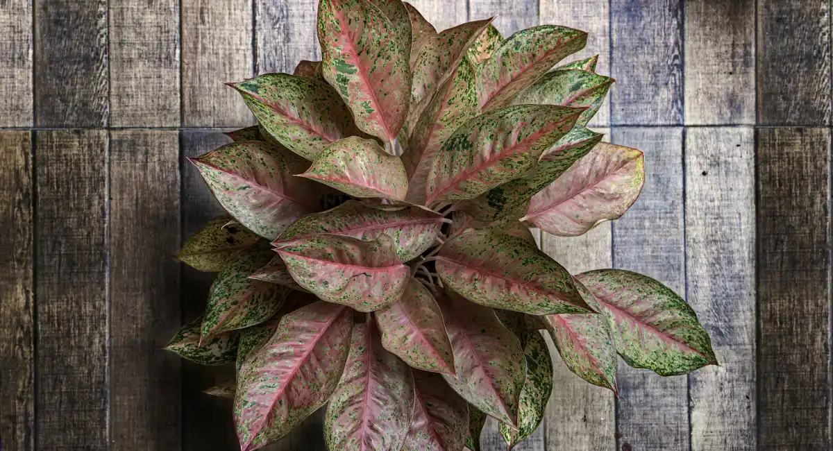 Aglaonema