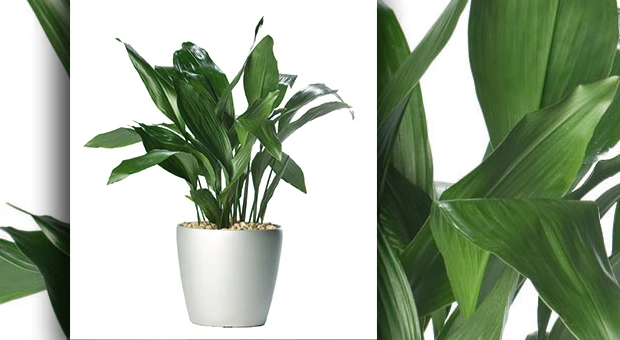 Aspidistra