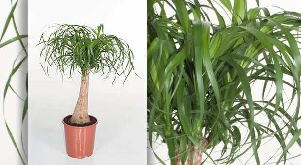beaucarnea
