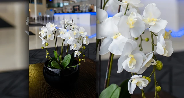 orchids