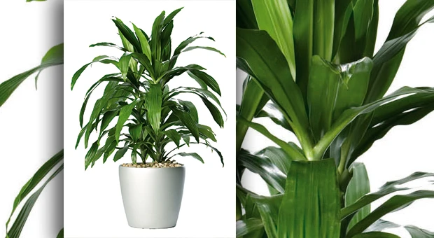  dracaena Janet Craig