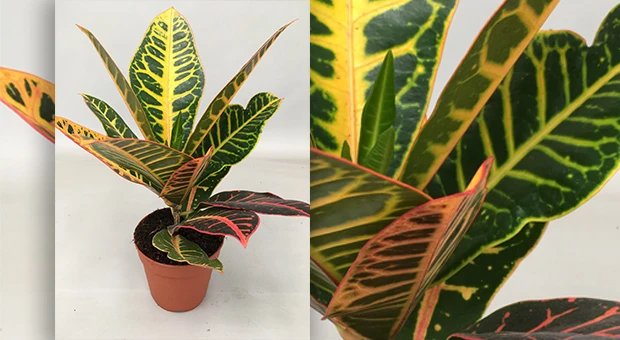 codiaeum