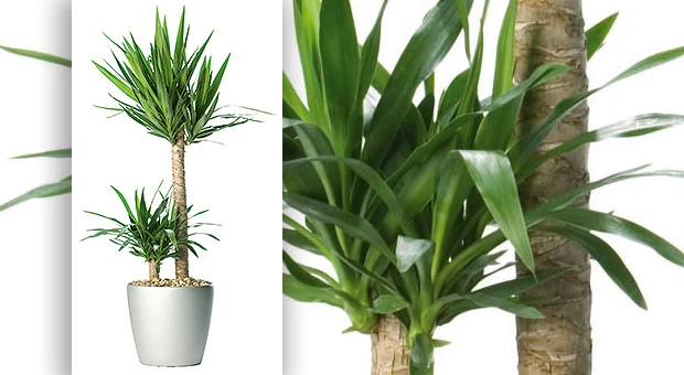 yucca