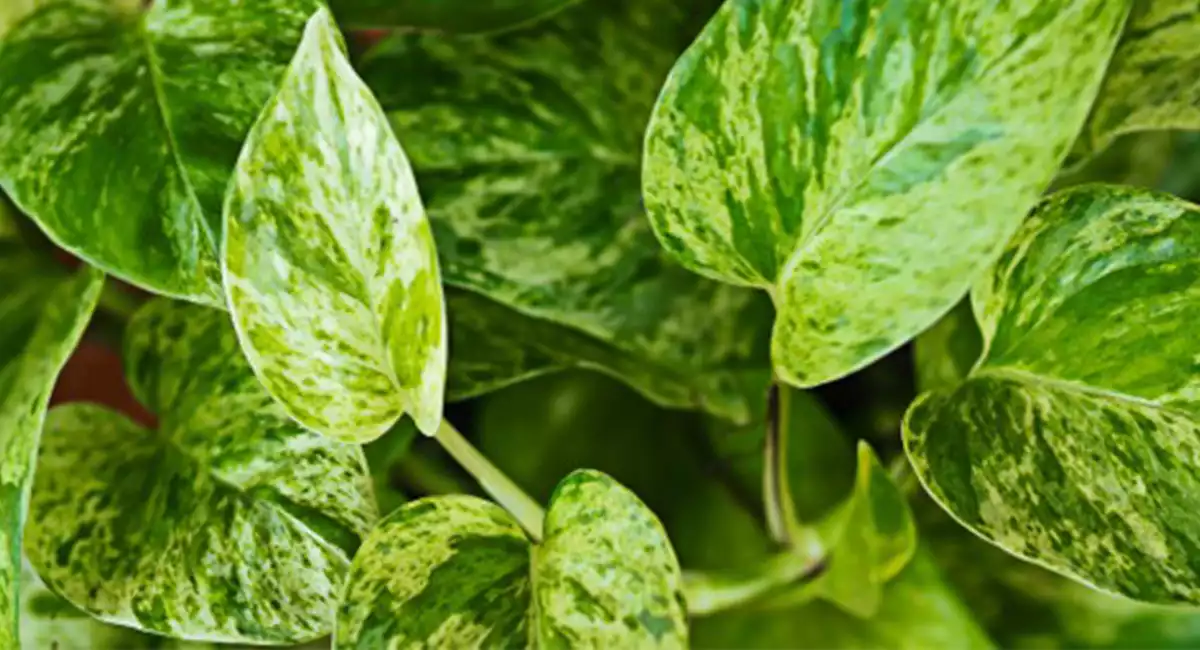 Golden Pothos