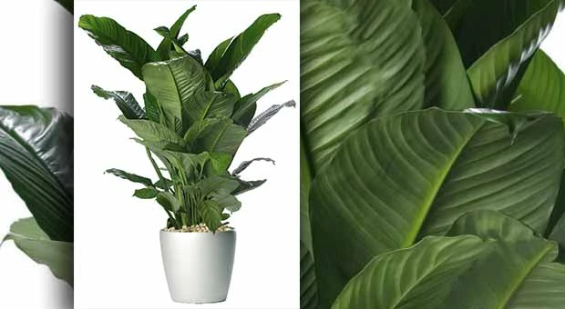 Spathiphyllum