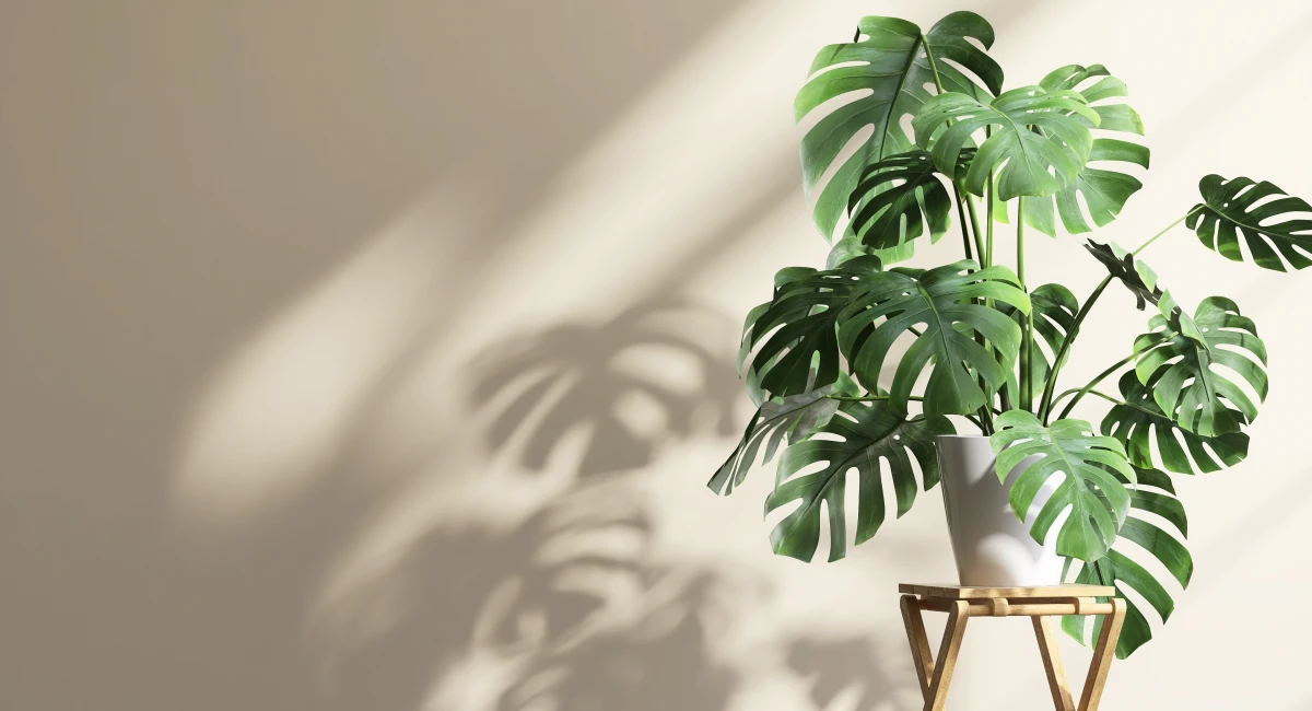 Monstera dziurawa