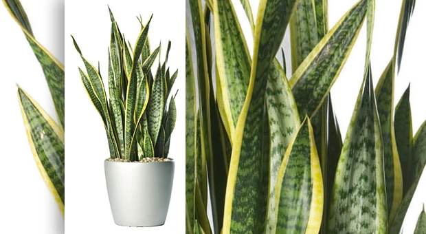 sansevieria