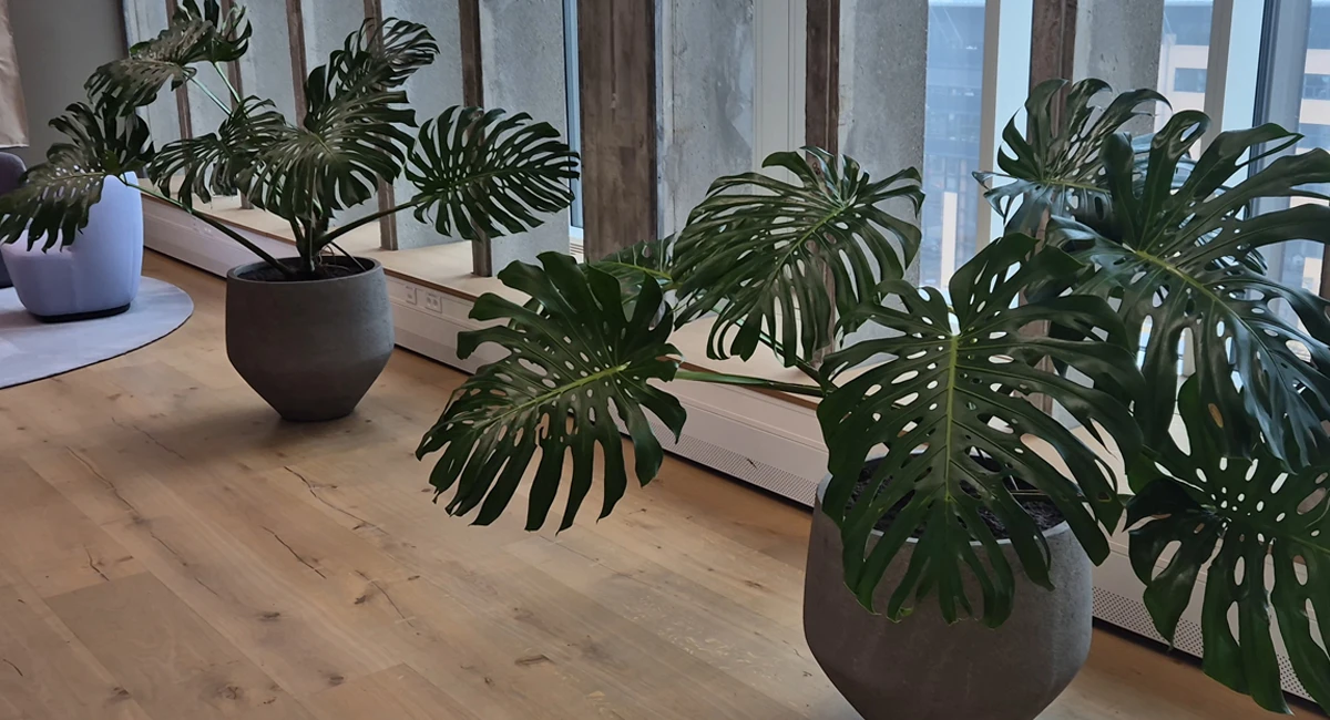 Plants