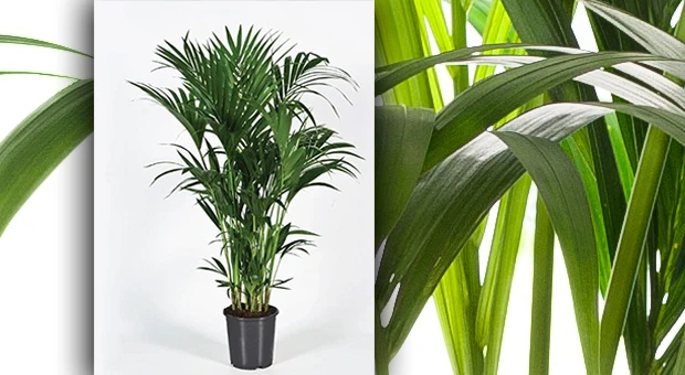 kentia palm