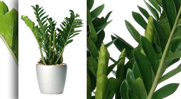 zamioculcas-zamiifolia